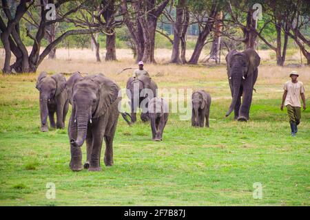 Gerettete Elefantenwaisen und ihre Betreuer im Wildlife/ZEN Wildlife Sanctuary and Rehabilitation Center in Simbabwe. Stockfoto