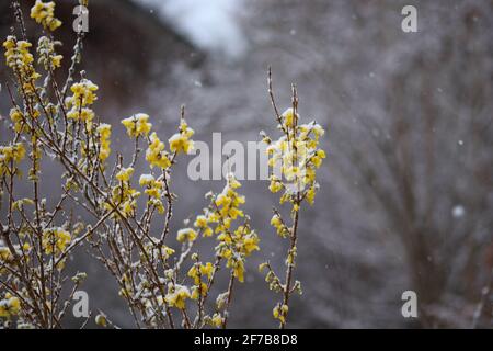 Schneebedeckte Blüten einer Forsythia im april gegen eine Verschwommener Wald Stockfoto