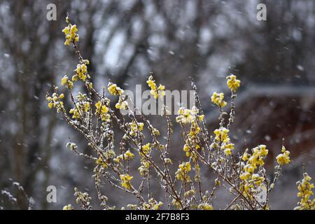 Schneebedeckte Blüten einer Forsythia im april gegen eine Verschwommener Wald Stockfoto