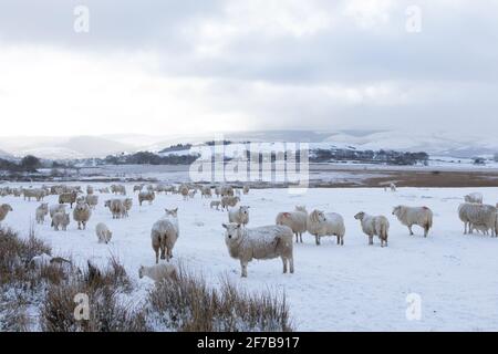 In der Nähe von Tynygraig, Ceredigion, Wales, Großbritannien. 06.April 2021 UK Wetter: Kalter Morgen, da die Gebiete von Ceredigion in der Mitte von Wales eine weiße Schneedecke bekommen. Foto aufgenommen in der Nähe von Tynygraig. © Ian Jones/Alamy Live News Stockfoto