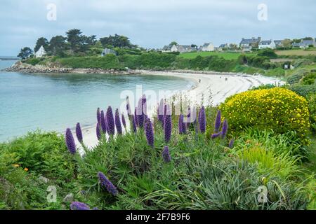 Schöner Garten mit Blumen auf der ile de Batz, Bretagne, Frankreich. Stockfoto