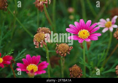 Argyranthemum frutescens kultiviert oder marguerite Gänseblümchen im Garten, zarte kleine Cyclamen oder rosa und gelbe mehrjährige Blüten Stockfoto