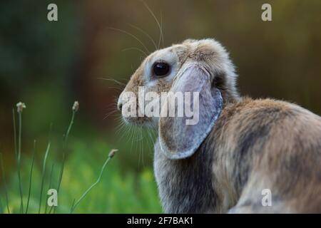 Seitenportrait von lopplichem Kaninchen auf dem Feld Stockfoto