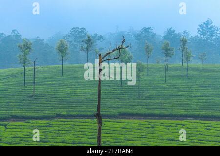 Valparai bis pollachi Road Stockfoto