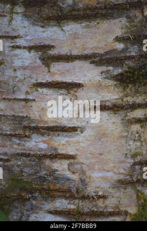Rinde der Silberbirke Stockfoto