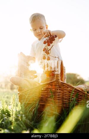 Ein Sohn nimmt frische Trauben aus einem Picknickkorb für ein gesundes Frühstück in der Natur. Stockfoto