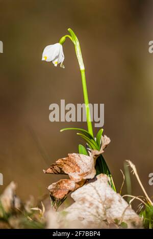 Nahaufnahme einer einzelnen Schneeflocke (Leucojum vernum) im Polenztal. Stockfoto