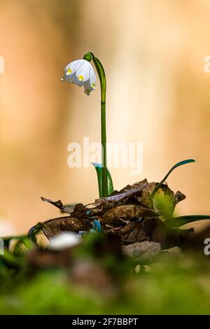 Nahaufnahme einer einzelnen Schneeflocke (Leucojum vernum) im Polenztal. Stockfoto