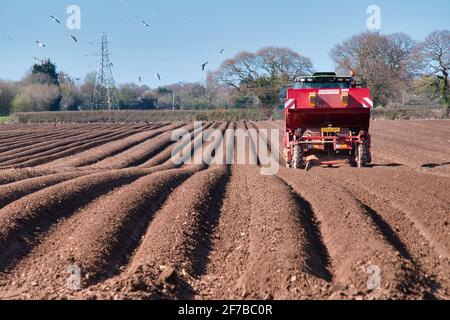 Ein Traktor von John Deere, der einen Grimme BG215-Gürtelpflanzer schleppt und an einem sonnigen Frühlingstag in Wirral, Großbritannien, Kartoffeln auf einem zerfurchten Feld pflanzt Stockfoto