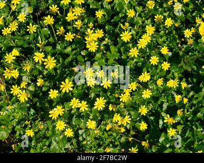 Die lebendigen, gelben Blüten der Kleinen Zöldine wachsen wild in einer Hecke im Nordwesten Großbritanniens. Aufgenommen an einem sonnigen Tag im April. Stockfoto