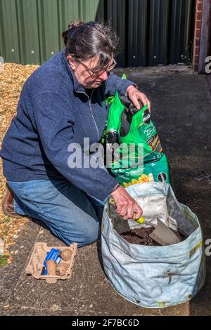 Frau, die im Garten arbeitet und Charlotte-Saatkartoffeln in einem Plastikbehälter pflanzt. Kartoffeln in einem Behälter auffüllen. Stockfoto