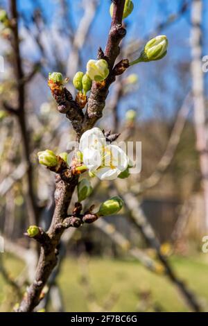 Frühlingsblüten und Knospen auf einem grünen Baum, Prunus domestica subsp. Italica. Stockfoto