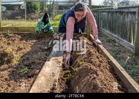 Frau, die im Garten arbeitet und Charlotte-Saatkartoffeln in einem Hochbett pflanzt. Stockfoto