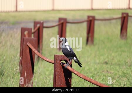 Die australische Elster (Gymnorhina tibicen) ist ein mittelgroßer schwarz-weißer Singvögel, der in Australien und im Süden Neuguineas beheimatet ist Stockfoto