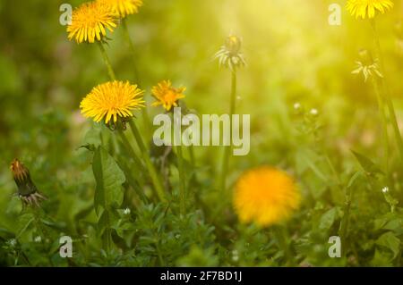 Frühling, gelb, Wildblumen. Sonniger Tag in gelben und grünen Farben der Natur. Stockfoto