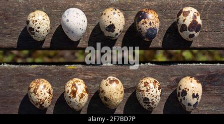 Wachteleier liegen in zwei Reihen nebeneinander Und werden von oben auf einem Holzbrett fotografiert Stockfoto