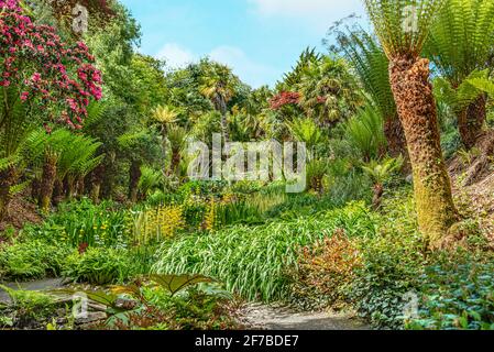 Subtropischer Cascade Water Garden im Frühjahr im Zentrum von Trebah Garden, Cornwall, England, Großbritannien Stockfoto