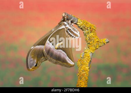 Eri-Seidenmotte, Samia Ricini, Open Wings Stockfoto