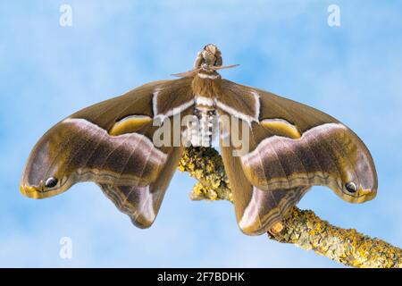 Eri-Seidenmotte, Samia Ricini, Open Wings Stockfoto