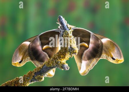 Eri-Seidenmotte, Samia Ricini, Open Wings Stockfoto