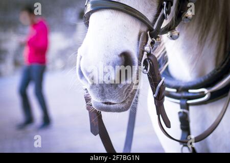 Weißes Pferd pflegte, einen Touristenwagen zu ziehen. Keine Personen Stockfoto