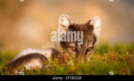 Polarfuchs (vulpes lagopus) Versteckt im Moos mit negativem Raum Stockfoto