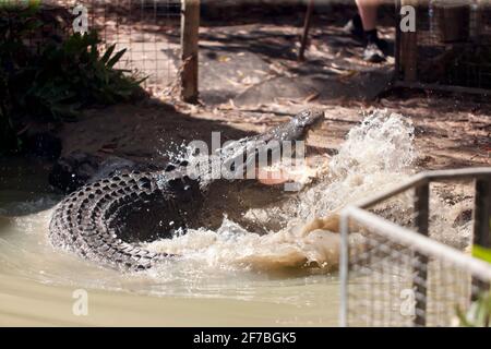 Ein großes Krokodil, das von Hand gefüttert wird, bei Hartley's Crocodile Adventures, Captain Cook Highway, Wangeti, Queensland, Australien. Stockfoto