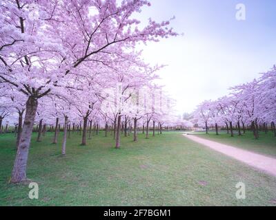 Cherry Blossom, japanischer Park Amstelveen, Niederlande Stockfoto