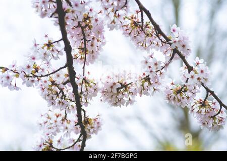 Cherry Blossom, japanischer Park Amstelveen, Niederlande Stockfoto