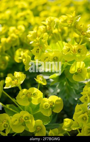 Phribia rigida, Gopherspurge oder aufrechte Myrtenspurge. Leuchtend gelbe Frühlingsblumen Stockfoto