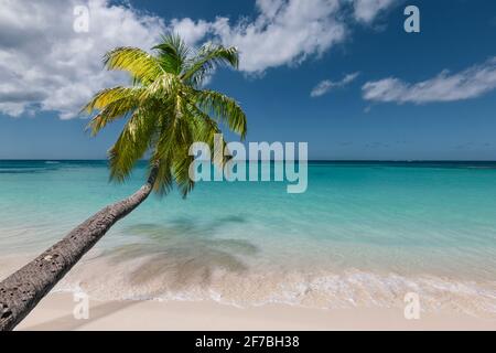 Atemberaubender tropischer Strand mit schwankender Palme. Stockfoto