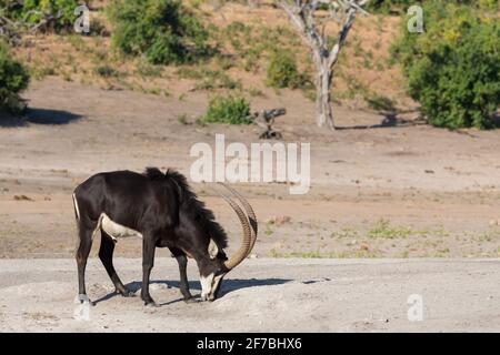 Sable (Hippotragus niger), Salzlecken, Chobe-Nationalpark, Botswana Stockfoto