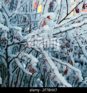 Schön mit Schnee bedeckt, der wilde Hagebuttenbusch mit leuchtend roten Beeren. Winter Natur, Umwelt. Stockfoto