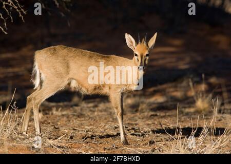 Gewöhnlicher Duiker (Sylvicapra grimmia), Witsand-Naturschutzgebiet, Nordkap, Südafrika Stockfoto