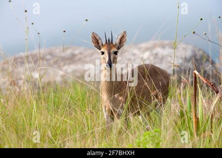 Gewöhnlicher Duiker (Sylvicapra grimmia), Malalotja-Wildreservat, Eswatini Stockfoto