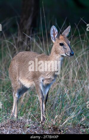 Gewöhnlicher Duiker (Sylvicapra grimmia), Mkuze-Wildreservat, KwaZulu-Natal, Südafrika Stockfoto