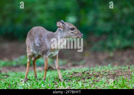 Blauer Duiker (Philantomba monticola), Naturschutzgebiet Mlilwane, Eswatini Stockfoto