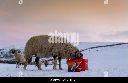 Swaledale-Mutterschafe, die im Schnee einen Futterzusatz-Eimer frisst, North Yorkshire, Großbritannien. Stockfoto