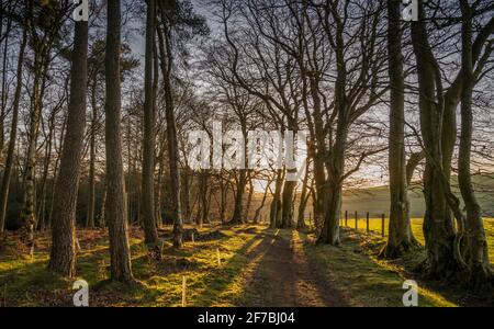 Wooplaw, Scottish Borders, Schottland Großbritannien. 6. April 2021 Wooplaw Community Woodland Woods, Wooplaw, Scottish Borders, Schottland Großbritannien. Schottland, Großbritannien., Weather, Image zeigt eine Skulptur in Burr Ulme von Tim Stead vom russischen Künstler Eduard Bersudsky Tim Stead, einem Holzbildhauer und Möbelbauer, der in der Nähe im Dorf Blainslie lebte, der versuchen wollte, einen Teil der massiven Ulme zu ersetzen, Eichen und Eschen, die er in seinen Kunstwerken verwendet hatte. Wooplaw ist ein Gebiet mit vielfältigen Wäldern an den schottischen Grenzen. Quelle: phil wilkinson/Alamy Live News Stockfoto