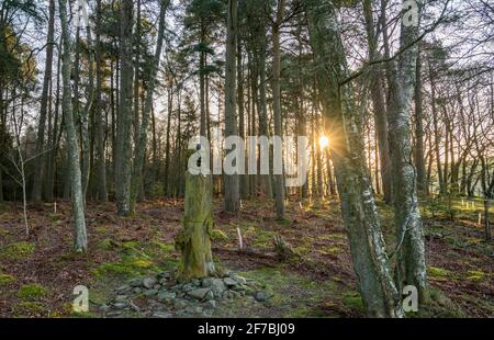 Wooplaw, Scottish Borders, Schottland Großbritannien. 6. April 2021 Wooplaw Community Woodland Woods, Wooplaw, Scottish Borders, Schottland Großbritannien. Schottland, Großbritannien., Weather, Image zeigt eine Skulptur in Burr Ulme von Tim Stead vom russischen Künstler Eduard Bersudsky Tim Stead, einem Holzbildhauer und Möbelbauer, der in der Nähe im Dorf Blainslie lebte, der versuchen wollte, einen Teil der massiven Ulme zu ersetzen, Eichen und Eschen, die er in seinen Kunstwerken verwendet hatte. Wooplaw ist ein Gebiet mit vielfältigen Wäldern an den schottischen Grenzen. Quelle: phil wilkinson/Alamy Live News Stockfoto