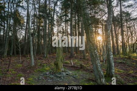 Wooplaw, Scottish Borders, Schottland Großbritannien. 6. April 2021 Wooplaw Community Woodland Woods, Wooplaw, Scottish Borders, Schottland Großbritannien. Schottland, Großbritannien., Weather, Image zeigt eine Skulptur in Burr Ulme von Tim Stead vom russischen Künstler Eduard Bersudsky Tim Stead, einem Holzbildhauer und Möbelbauer, der in der Nähe im Dorf Blainslie lebte, der versuchen wollte, einen Teil der massiven Ulme zu ersetzen, Eichen und Eschen, die er in seinen Kunstwerken verwendet hatte. Wooplaw ist ein Gebiet mit vielfältigen Wäldern an den schottischen Grenzen. Quelle: phil wilkinson/Alamy Live News Stockfoto