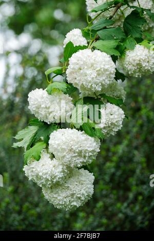 Viburnum opulus 'roseum'. Roter Wacholder, Rosenschneeball, Schneeballbaum, roter Schneeballbaum, Rosenältesten, Chef von Pfingsten. Whitle Blumen, Frühling Stockfoto