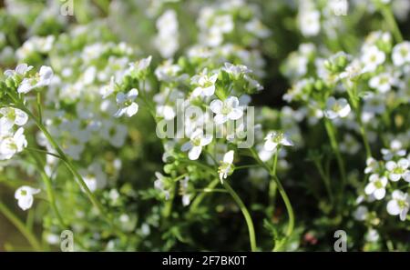 Gämsen-Kresse im Garten Stockfoto