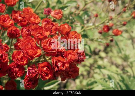 Hintergrund aus einem großen Busch von schönen roten oder rosa hellen Rosen. Ein Busch mit frischen Blumen im Garten oder Hinterhof. Floristik, 8. März, Mutter Stockfoto