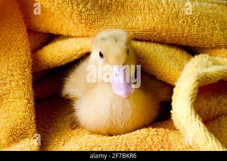 Hausente (Anas platyrhynchos f. domestica), Entlein von amonst Handtüchern Stockfoto