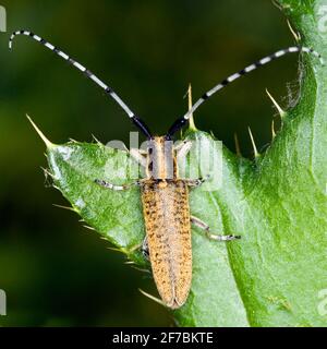 Thistle Longhorn Käfer, Flat-Faces Longhorn, Thistle Longhorn Käfer, Golden-bloomed Grey Longhorn (Agapanthia villosoviridescens), sitzt auf einem Blatt, Stockfoto