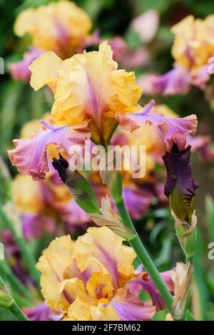 Iris germanica 'Carnaby'. Hohe Blendenblende "Carnaby" Stockfoto