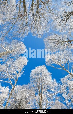 Gemeine Buche (Fagus sylvatica), Baumkronen schneebedeckter Buchen vor blauem Himmel, Schweiz Stockfoto