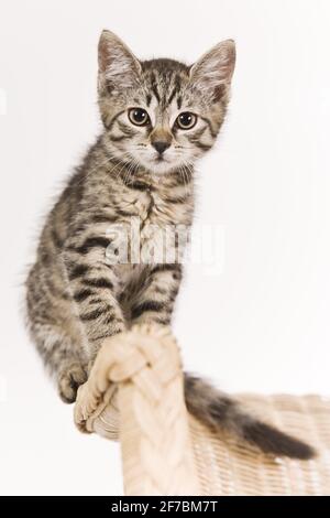 Hauskatze, Hauskatze (Felis silvestris f. catus), Kätzchen auf einem Korbsessel Stockfoto