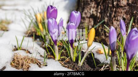 Der Frühlingskrokus (Crocus vernus) ist eine Art der Gattung der Krokus und der Irisfamilie. Im Bild wachsen diese im April um einen Baumstamm Stockfoto